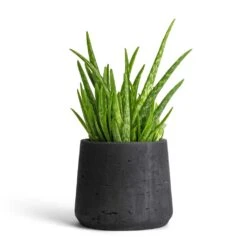 Patt Plant Pot - Black Washed -Garden Potted Plant Shop Aloe vera Clumb 12x30cm Patt Plant Pot Black Washed 17x14cm 901f7a69 45e9 4993 b044 761cc737bcc3