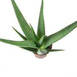 Aloe Vera -Garden Potted Plant Shop Aloe vera Leaves