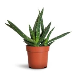 Aloe Vera Paradisicum - Jurassic Dino -Garden Potted Plant Shop Aloe vera Paradisicum 10.5x20cm 1