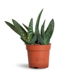 Aloe Vera Paradisicum - Jurassic Dino -Garden Potted Plant Shop Aloe vera Paradisicum 10.5x20cm 2