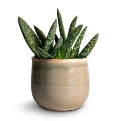 Aloe Vera Paradisicum - Jurassic Dino -Garden Potted Plant Shop Aloe vera Paradisicum 10.5x20cm Iris Plant Pot Mint 14x12cm