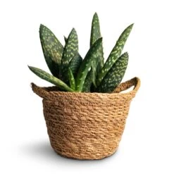 Aloe Vera Paradisicum - Jurassic Dino -Garden Potted Plant Shop Aloe vera Paradisicum 10.5x20cm Nelis Plant Basket Natural 13x12cm