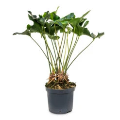 Anthurium Arrow -Garden Potted Plant Shop Anthurium Arrow 30x90cm