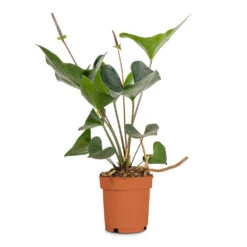 Anthurium Arrow -Garden Potted Plant Shop Anthurium Arrow Flamingo Flower 14x50cm