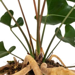 Anthurium Arrow -Garden Potted Plant Shop Anthurium Arrow Flamingo Flower DETAIL 2