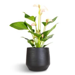 Norell Plant Pot - Black 32 Norell Plant Pot - Black -Garden Potted Plant Shop Anthurium Flamingo Flower Joli Pulse 12x40cm Norell Plant Pot Black 18x16cm 302a1dbb 1284 4af4 909b cb8e683c8ee2