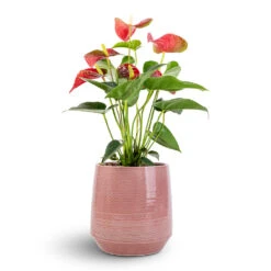 Anthurium - Flamingo Flower - Royal Red -Garden Potted Plant Shop Anthurium Flamingo Flower Royal Red 12x40cm Remi Plant Pot Pink 18x19cm e76236e4 9847 4880 8468 efb0687f39dd