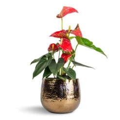 Anthurium - Flamingo Flower - Royal Red -Garden Potted Plant Shop Anthurium Flamingo Flower Royal Red 12x40cm Yvette Plant Pot Gold 19x16cm