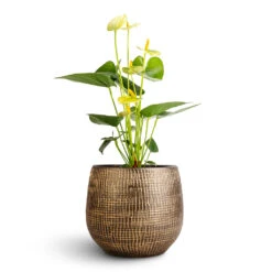 Ryan Plant Pot - Shiny Gold -Garden Potted Plant Shop Anthurium Flamingo Flower Vanilla Ryan Plant Pot Shiny Gold 18x16cm 1 fd896703 9692 4fce a795 9f702024b4b9