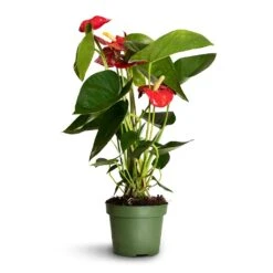 Anthurium - Flamingo Flower - Royal Red -Garden Potted Plant Shop Anthurium Royal Champion 2