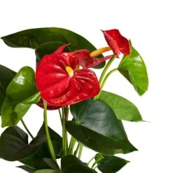 Anthurium - Flamingo Flower - Royal Red -Garden Potted Plant Shop Anthurium Royal Champion Close Up