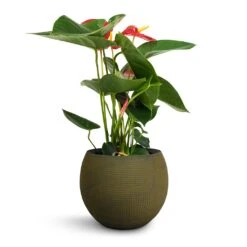 Anthurium - Flamingo Flower - Royal Red -Garden Potted Plant Shop Anthurium Royal Champion Royal Red 12x40cm Dex Plant Pot Forrest 17x13cm