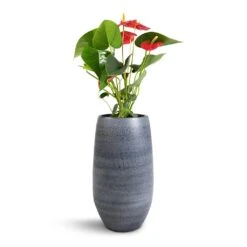 Anthurium - Flamingo Flower - Royal Red -Garden Potted Plant Shop Anthurium Royal Champion Royal Red 12x40cm Esra Plant Vase Graphite 20x35cm 07256ab6 2047 4dca a974 9104e3476b64
