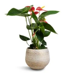 Anthurium - Flamingo Flower - Royal Red -Garden Potted Plant Shop Anthurium Royal Champion Royal Red 12x40cm Noor Plant Pot Metallic Grey 16x13cm