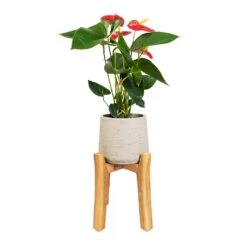 Anthurium - Flamingo Flower - Royal Red -Garden Potted Plant Shop Anthurium Royal Champion Royal Red 12x40cm Patt Plant Pot Tall Stand Grey Washed 23x34cm
