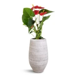 Anthurium - Flamingo Flower - Royal Red -Garden Potted Plant Shop Anthurium Royal Champion Royal Red 12x40cm Ryan Plant Vase White Black 18x30cm