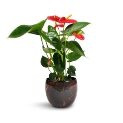 Anthurium - Flamingo Flower - Royal Red -Garden Potted Plant Shop Anthurium Royal Champion Royal Red 12x40cm Vive Metal Plant Pots Set3 Lava smallest