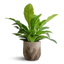 Albero Plant Pot - Cement -Garden Potted Plant Shop Anthurium elipticum Jungle Bush 24x60m Albero Plant Pot Cement 28x26cm