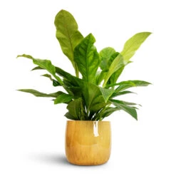 Babet Plant Pot - Camel -Garden Potted Plant Shop Anthurium elipticum Jungle Bush 24x60m Babet Plant Pot Pine 27x23cm