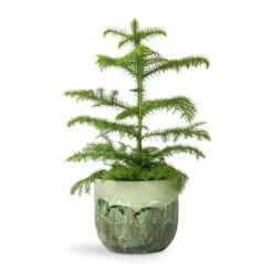 Moon Plant Pot - Jungle -Garden Potted Plant Shop Araucaria heterophylla Norfolk Island Pine 14x45cm Moon Plant Pot Jungle 17x15cm fb565cb7 4e3c 4943 9c1c 7c6b5ba9d3f4