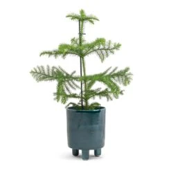 Pisa Plant Pot - Emerald -Garden Potted Plant Shop Araucaria heterophylla Norfolk Island Pine 14x45cm Pisa Plant Pot Emerald 16x19cm
