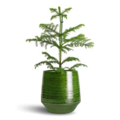 Remi Plant Pot - Green -Garden Potted Plant Shop Araucaria heterophylla Norfolk Island Pine 14x45cm Remi Plant Pot Green 23x25cm b2da1568 eed6 4b78 a3f9 56caf6d65f83