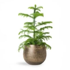 Ryan Plant Pot - Shiny Gold -Garden Potted Plant Shop Araucaria heterophylla Norfolk Island Pine 14x45cm Ryan Plant Pot Shiny Gold 18x16cm 2 1fc99e72 4017 4c0d 9fcd 58fded5ac50a