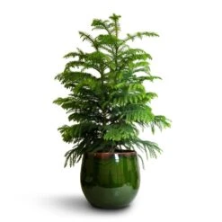 Charlotte Plant Pot - Green 31 Charlotte Plant Pot - Green -Garden Potted Plant Shop Araucaria heterophylla Norfolk Island Pine 22x90cm Charlotte Plant Pot Green 29x25cm a69cf335 3e42 41e5 a2b8 955d6b7f21c6