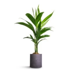 Puk Plant Pot - Black Washed 19 Puk Plant Pot - Black Washed -Garden Potted Plant Shop Areca catechu Betel Nut Palm 12x50cm Puk Plant Pot Black Washed 15x15cm a04d62b4 ff93 4766 a0e3 59dc96f82342