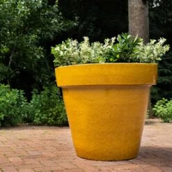 Ashley Planter - Honey -Garden Potted Plant Shop Ashley Planter Honey Lifestyle 04