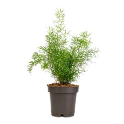 Asparagus Densiflorus Sprengeri - Emerald Feather Fern -Garden Potted Plant Shop Asparagus densiflorus Myersii Foxtail Fern 12x30cm