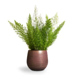 Lydia Plant Pot - Shiny Purple 27 Lydia Plant Pot - Shiny Purple -Garden Potted Plant Shop Asparagus densiflorus Myersii Foxtail Fern 17x45cm Lydia Plant Pot Shiny Purple 22x20cm