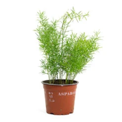 Asparagus Densiflorus Sprengeri - Emerald Feather Fern -Garden Potted Plant Shop Asparagus densiflorus Sprengeri Emerald Feather Fern 12cm