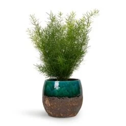 Lindy Plant Pot - Black Green -Garden Potted Plant Shop Asparagus densiflorus Sprengeri Emerald Feather Fern 12x30cm Lindy Plant Pot Black Green 19x16cm 0a45d4e0 b2e5 41bd b0bc df73db86c54b