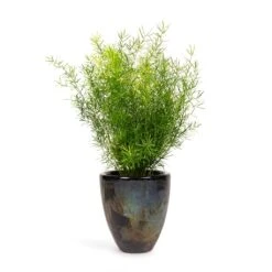 Asparagus Densiflorus Sprengeri - Emerald Feather Fern -Garden Potted Plant Shop Asparagus densiflorus Sprengeri Emerald Feather Fern 12x30cm Livin Beauty Flowerpot Black Silver Smooth 15x17cm