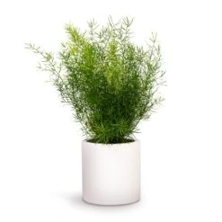 Asparagus Densiflorus Sprengeri - Emerald Feather Fern -Garden Potted Plant Shop Asparagus densiflorus Sprengeri Emerald Feather Fern 12x30cm Puk Planter Matt White 15x15cm