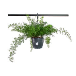 Asparagus Densiflorus Sprengeri - Emerald Feather Fern -Garden Potted Plant Shop Asparagus densiflorus Sprengeri Emerald Feather Fern 19cm