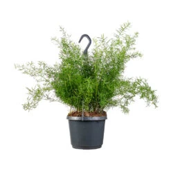 Asparagus Densiflorus Sprengeri - Emerald Feather Fern -Garden Potted Plant Shop Asparagus densiflorus Sprengeri Emerald Feather Fern 19x60cm