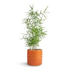 Hadleigh Plant Pot - Amber -Garden Potted Plant Shop Asparagus falcatus Sicklehorn 12x40cm Hadleigh Plant Pot Amber 14x13cm
