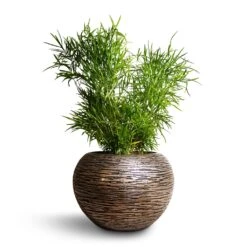 Luxe Lite Wrinkle Globe Planter - Bronze -Garden Potted Plant Shop Asparagus falcatus Sicklethorn 17x45cm Luxe Lite Wrinkle Globe Planter Bronze 33x24cm 4865951d 32cd 46d4 9b81 105ca6d35390