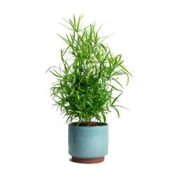 Malibu Plant Pot - Blue -Garden Potted Plant Shop Asparagus falcatus Sicklethorn Malibu Plant Pot 72c99a65 1c7f 4626 b9c3 09019c94725a