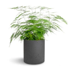 Puk Plant Pot - Black Washed 18 Puk Plant Pot - Black Washed -Garden Potted Plant Shop Asparagus setaceus Lace Fern 21x50cm Puk Plant Pot Black Washed 25x25cm 0e735bee 66dd 42bb 8f1c dc8b60022cb3