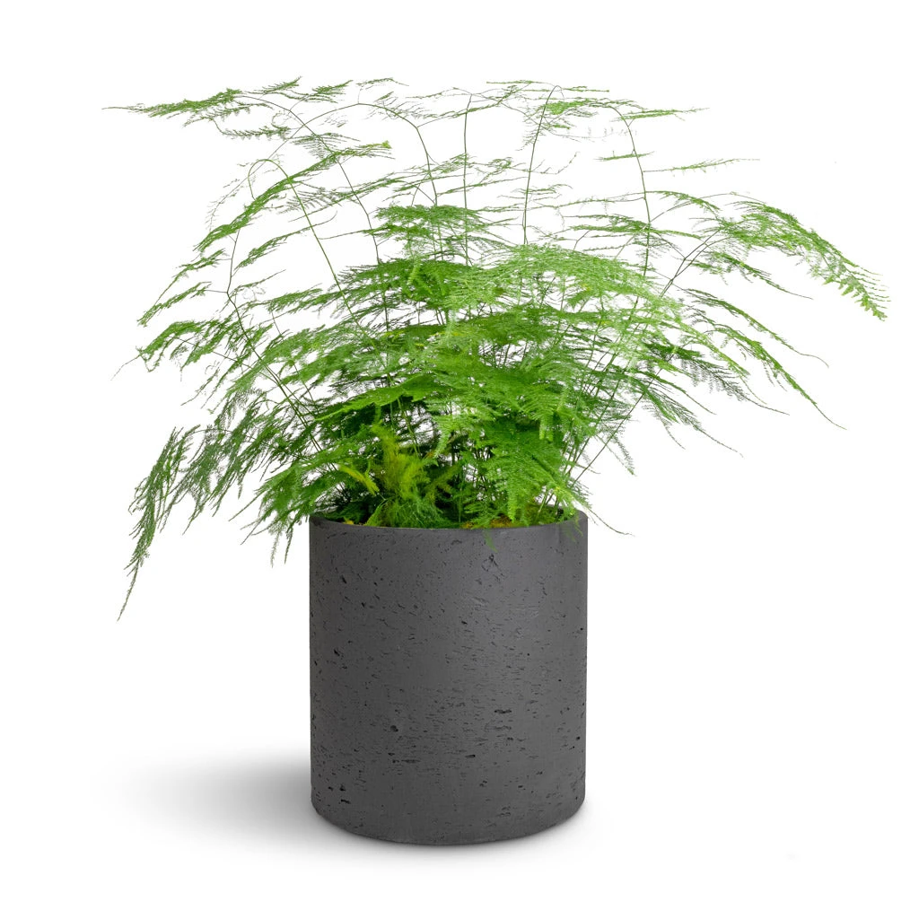 Puk Plant Pot - Black Washed 7 Puk Plant Pot - Black Washed - Image 7