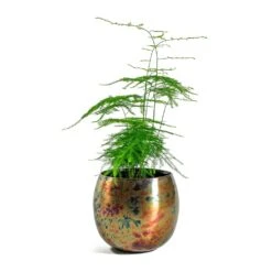 Kian Metal Plant Pots - Set Of 3 - Large - Sky Burn -Garden Potted Plant Shop Asparagus setaceus Lace Fern Kian Metal Plant Pots Set of 3 Large Sky Burn 5a4f7898 3bd3 467e 8bf2 18f6960f7d26