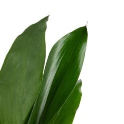 Aspidistra - Cast Iron Plant 28 Aspidistra - Cast Iron Plant -Garden Potted Plant Shop Aspidistra Cast Iron Plant 13x50cm 3
