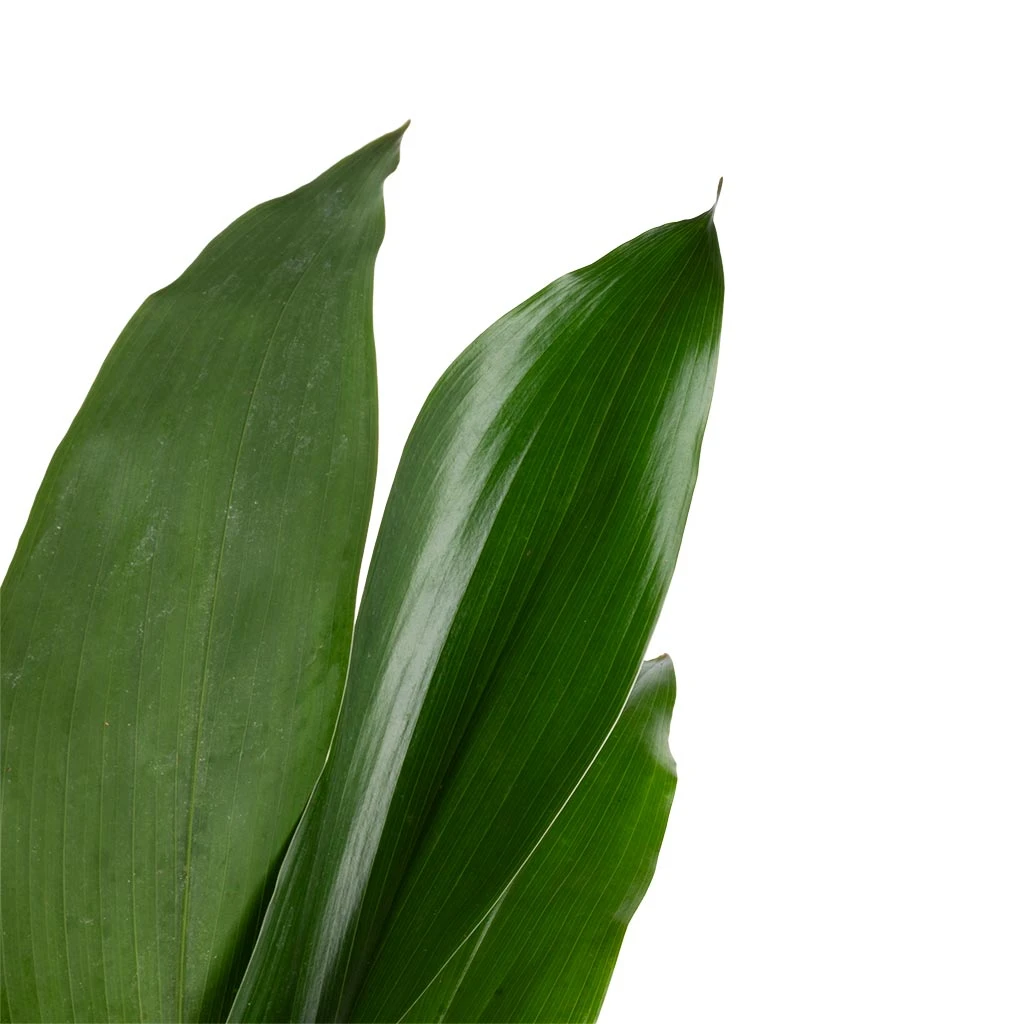 Aspidistra - Cast Iron Plant 9 Aspidistra - Cast Iron Plant - Image 9
