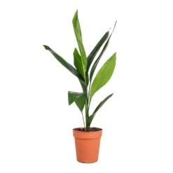 Aspidistra - Cast Iron Plant 22 Aspidistra - Cast Iron Plant -Garden Potted Plant Shop Aspidistra Cast Iron Plant 13x50cm 4
