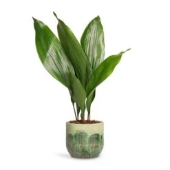 Moon Plant Pot - Jungle -Garden Potted Plant Shop Aspidistra Cast Iron Plant 13x50cm Moon Plant Pot Jungle 15x13cm