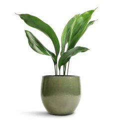 Aspidistra - Cast Iron Plant 26 Aspidistra - Cast Iron Plant -Garden Potted Plant Shop Aspidistra Cast Iron Plant 13x50cm Zembla Plant Pot Green 18x16cm