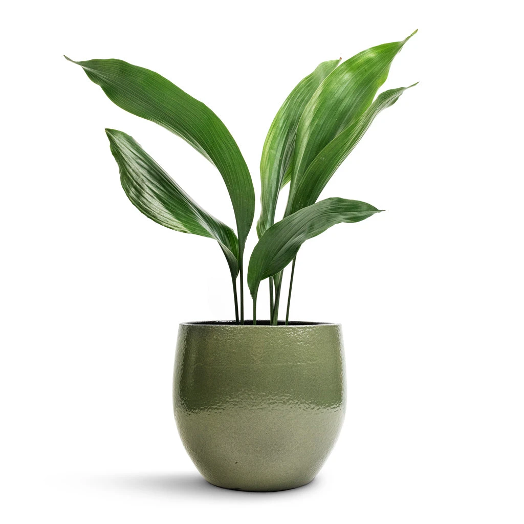 Aspidistra - Cast Iron Plant 7 Aspidistra - Cast Iron Plant - Image 7